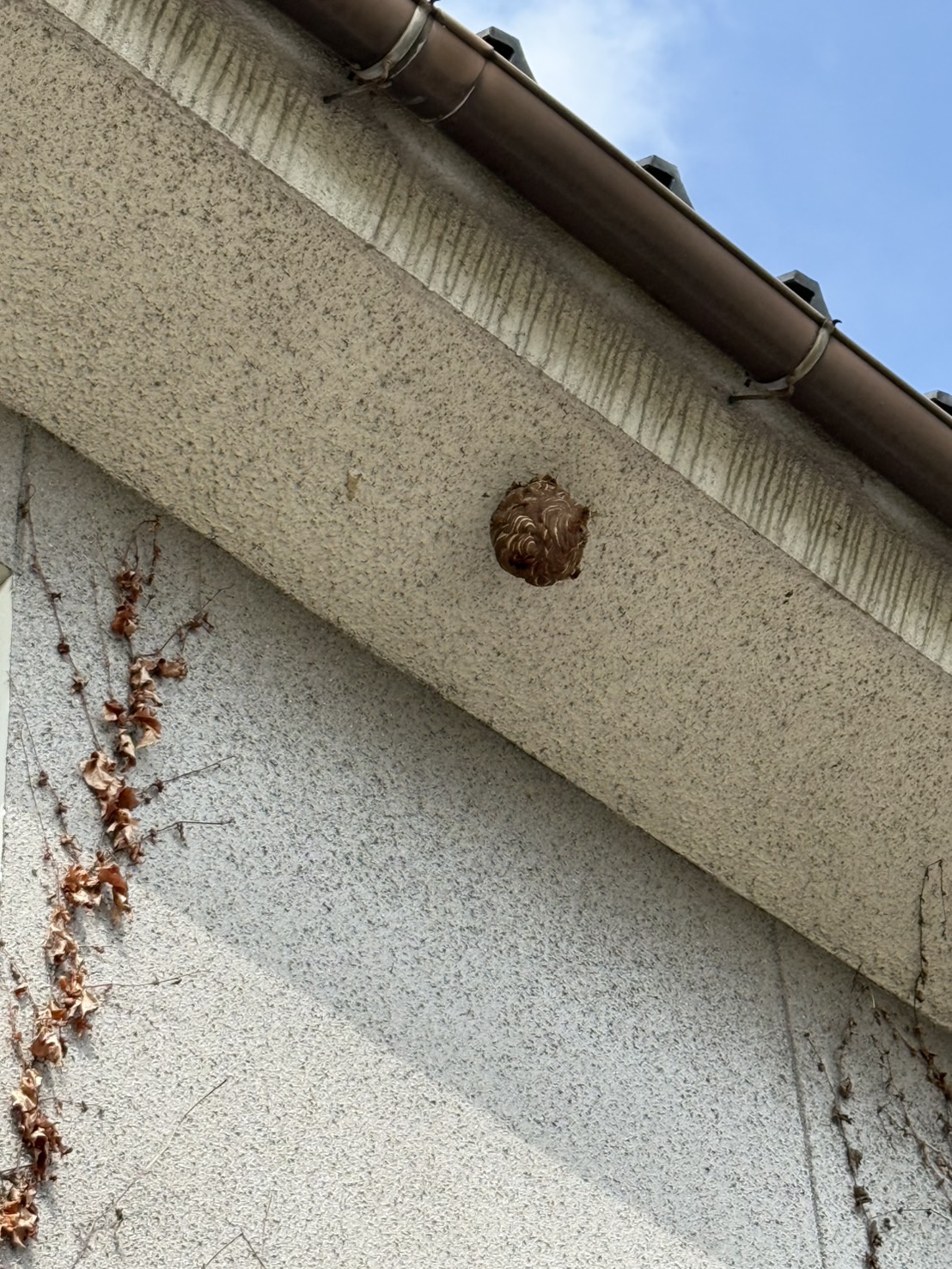 2階軒下にスズメバチの巣！ソフトボールより少し大きめを翌日スピード駆除｜福山市御幸町