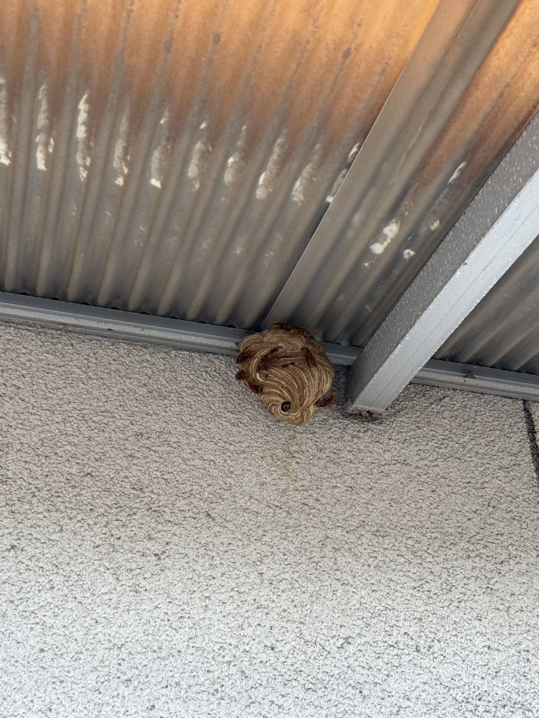 【福山市のスズメバチ駆除】刺されて危険！再発した巣を即日対応で安全に駆除