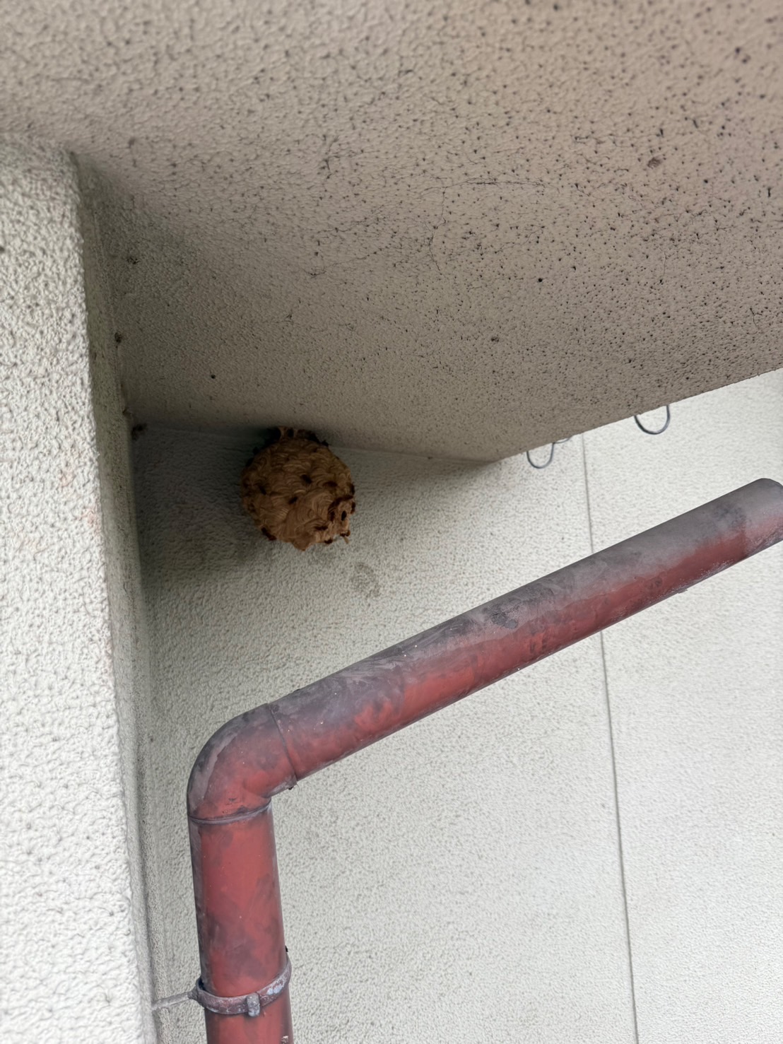【井原市高屋】2階軒下のスズメバチ駆除を行いました｜ハチ職人あんばい