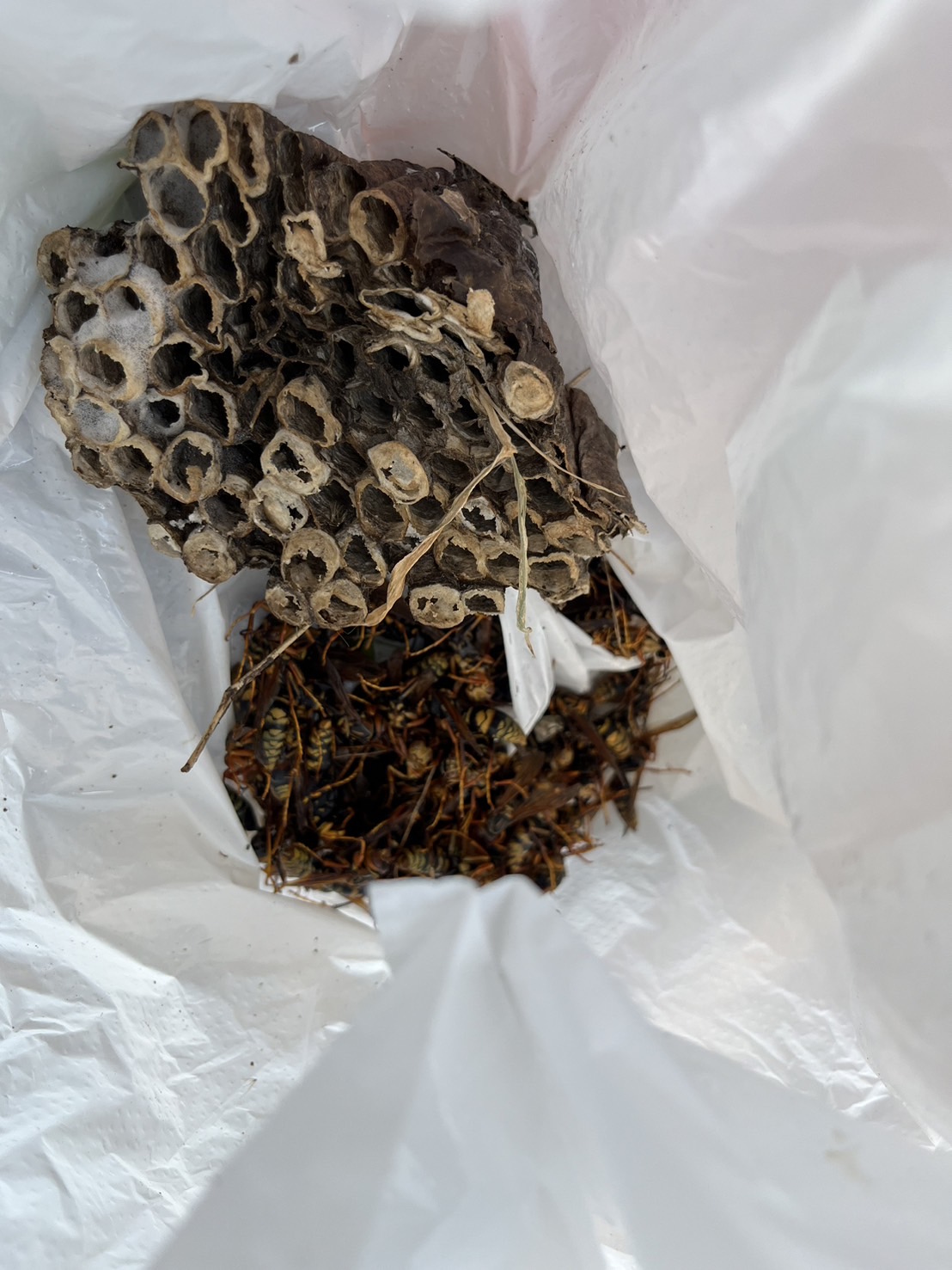 1度ハチに刺されるとアシナガ蜂でも危険