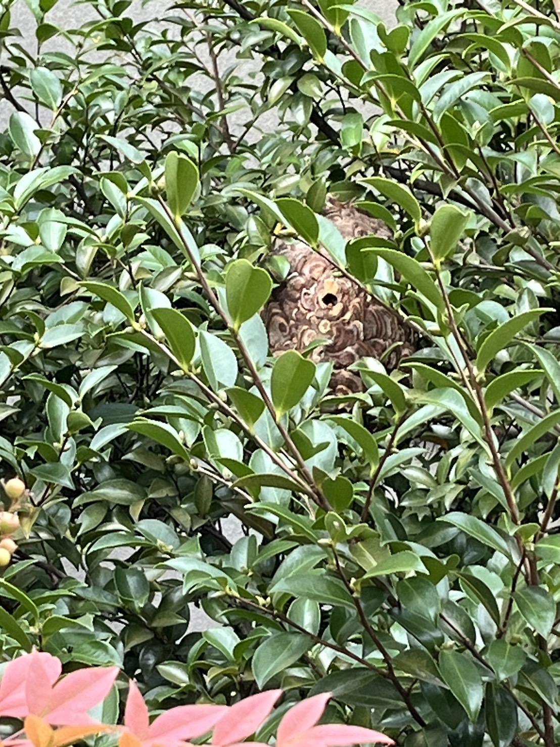 木の中にも蜂の巣