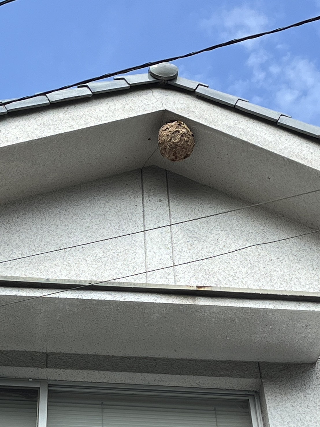 2階軒下の蜂の巣にご注意