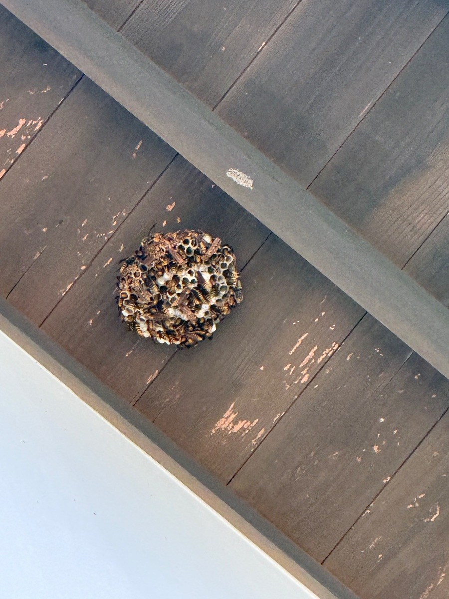 浅口市金光町でアシナガバチ駆除｜2階軒下の巣2箇所を即日対応