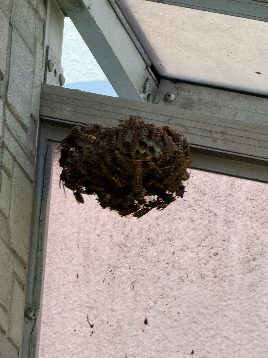 福山市でアシナガバチ駆除｜カーポートに隠れた巣を当日対応