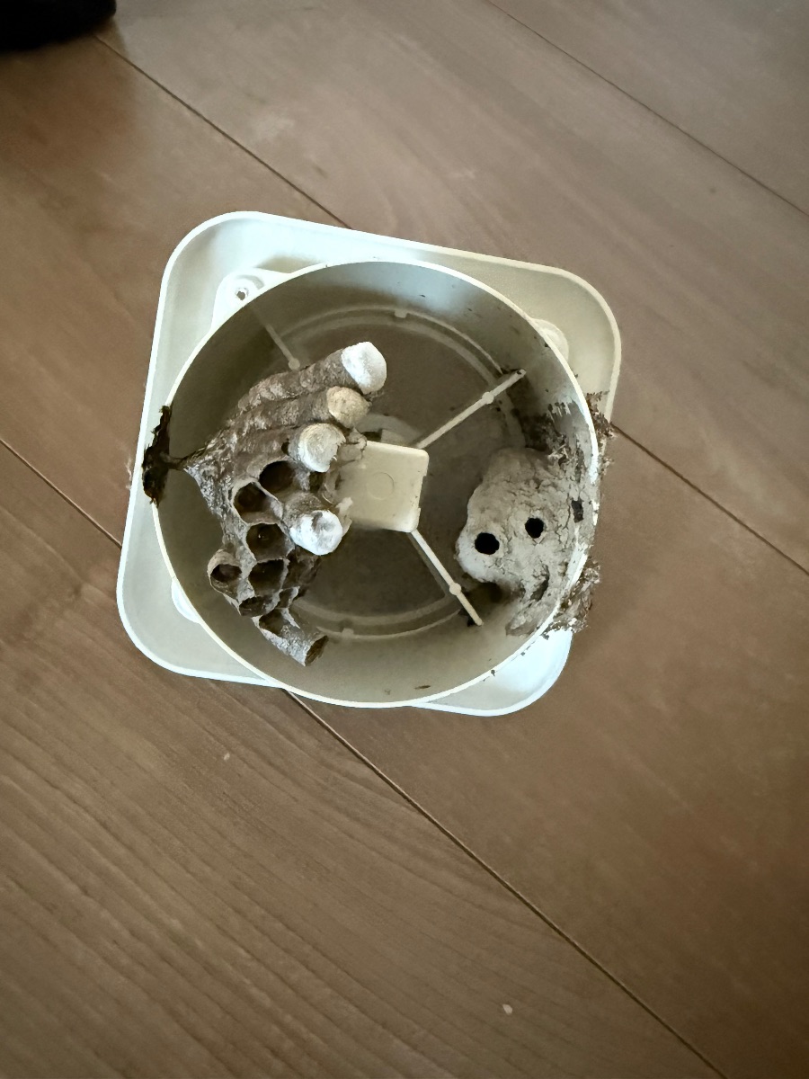 福山市でアシナガバチ駆除｜換気口の巣2つで室内にハチが侵入