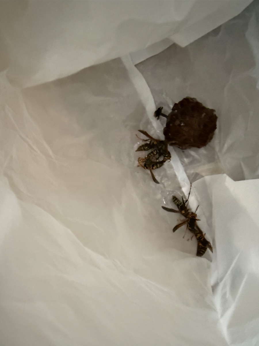 撤去したアシナガバチの巣と成虫を回収袋に入れた様子