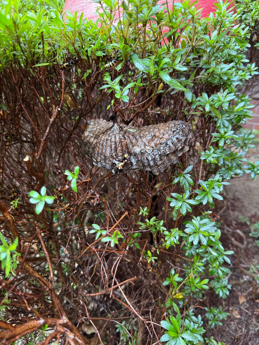 福山市でアシナガバチ駆除｜植え込みの巣を自分で駆除する危険性
