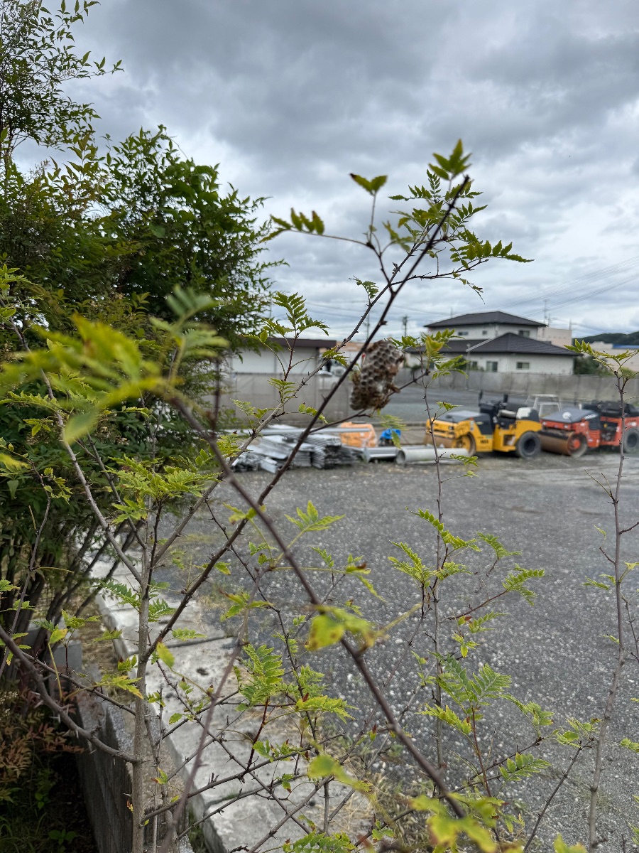 福山市駅家町でアシナガバチ駆除｜庭木にできた巣を最短対応
