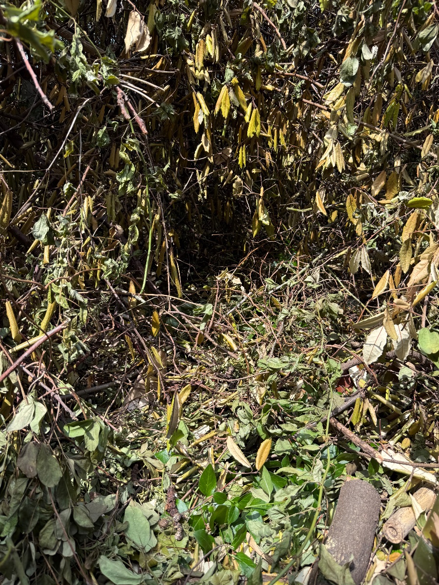福山市春日町 スズメバチの巣を撤去した後の庭木の茂み