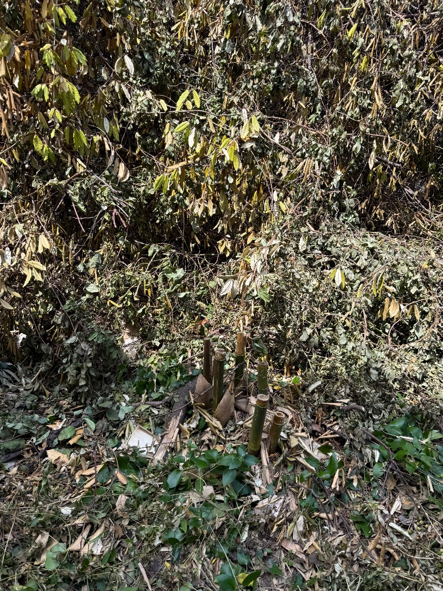 福山市春日町 伐採途中の庭木の茂み。この中にスズメバチの巣が隠れていました