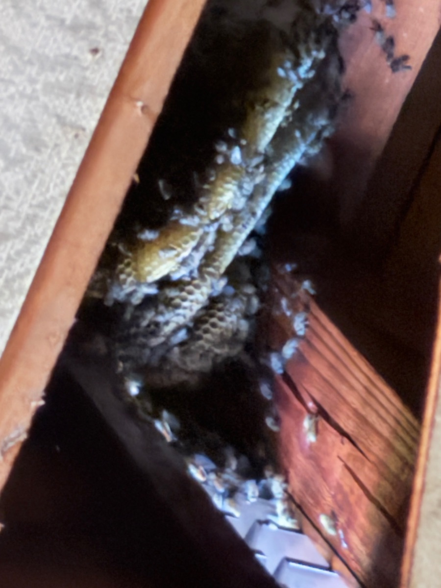 福山市 屋根裏でミツバチが飛び回っている駆除前の現場