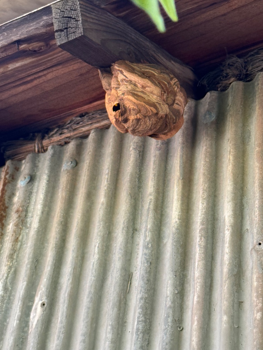 福山市でスズメバチ駆除｜軒下の巣とアシナガバチも当日対応