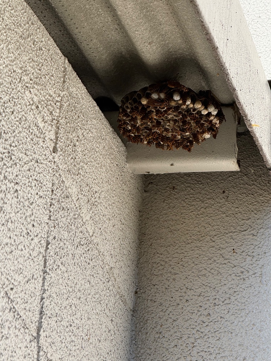 井原市でアシナガバチ駆除｜市役所依頼で庇の裏の巣を即日対応