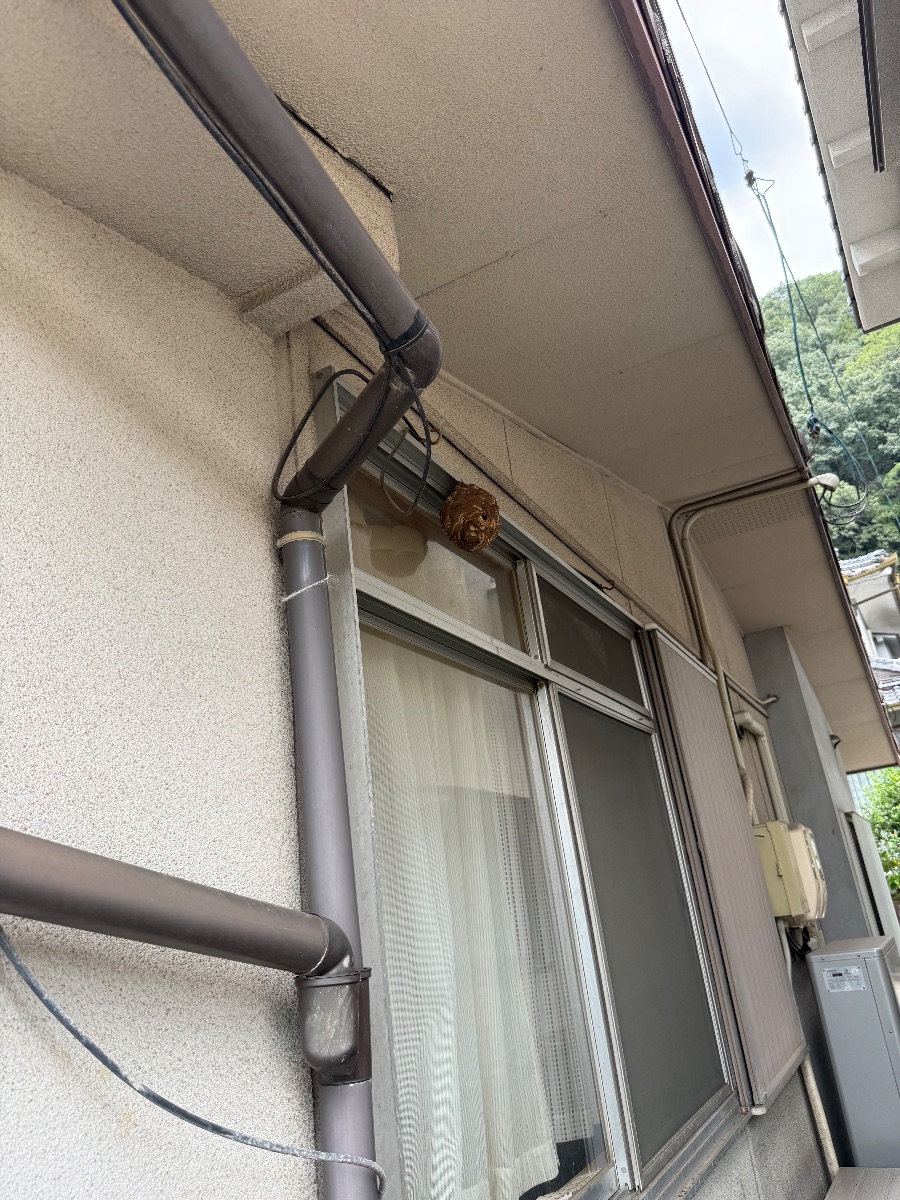 井原市でスズメバチ駆除｜窓の上の外壁にできた巣を撤去