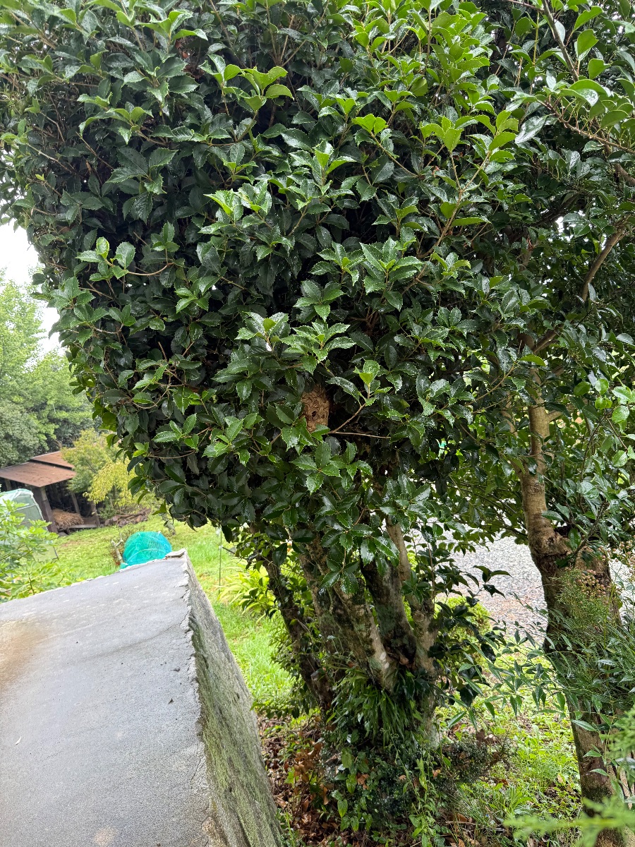 井原市でスズメバチ駆除｜道路際の庭木に隠れた巣を駆除