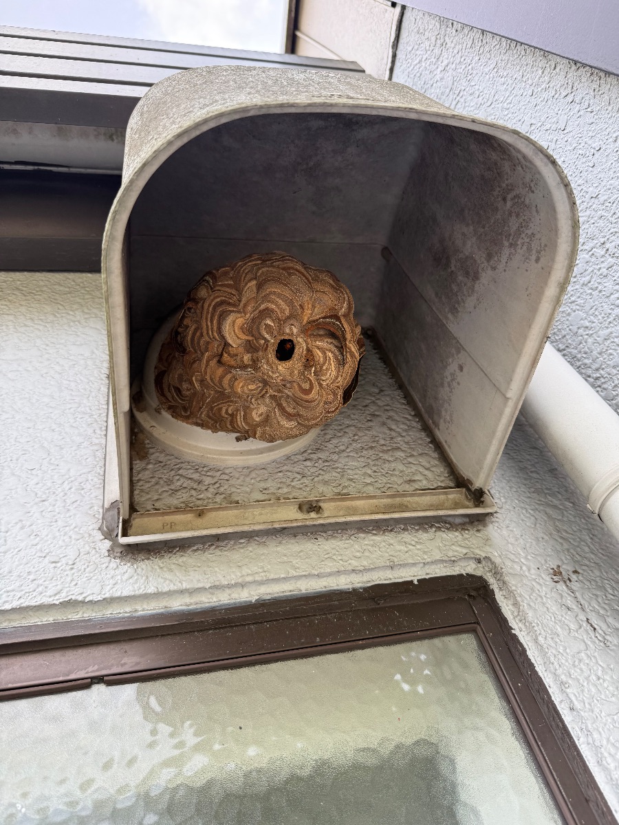 井原市でスズメバチ駆除｜浴室の排気口にできた巣を即日対応