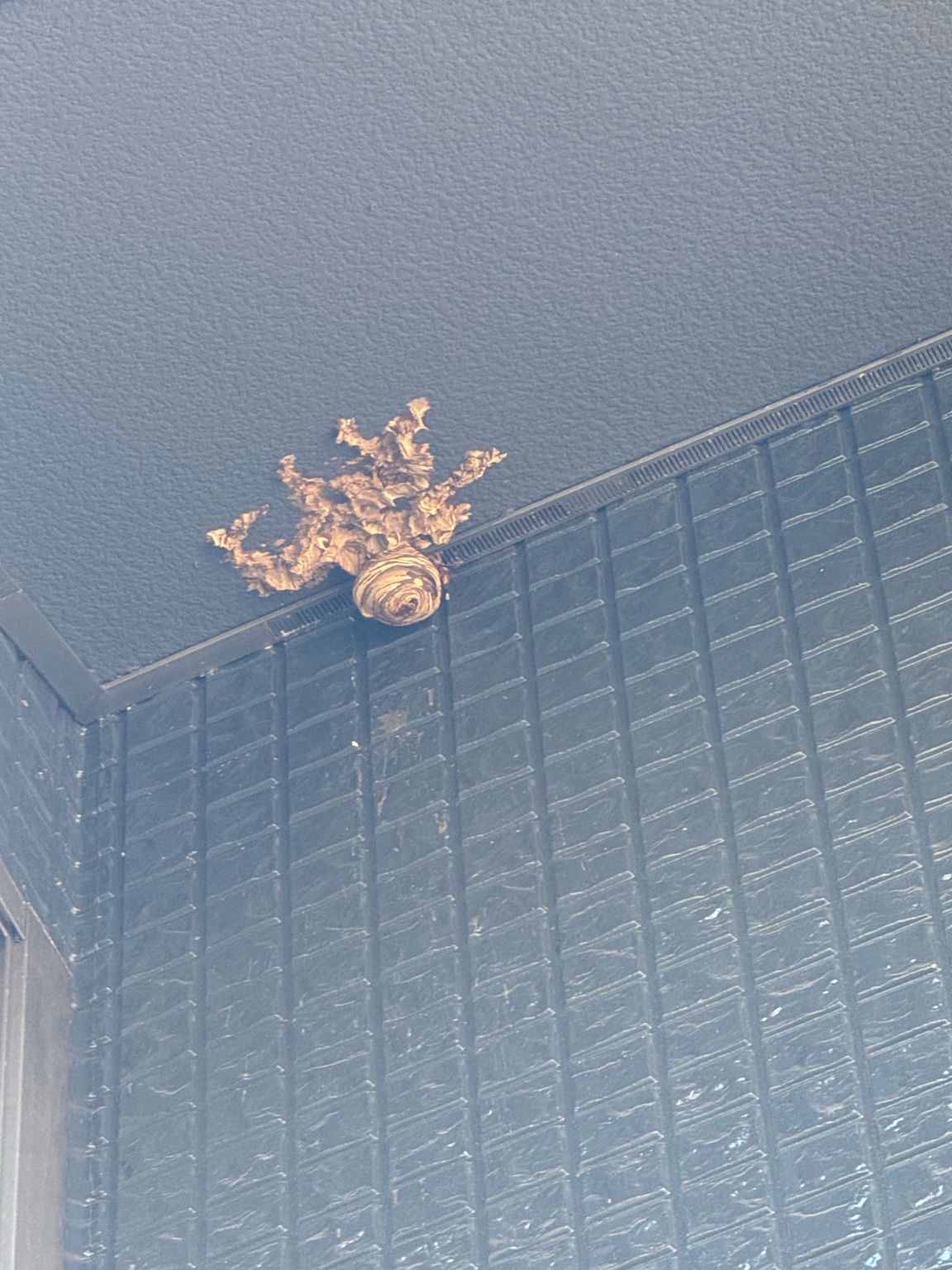 🐝 ハチ駆除事例【福山市東明王台・スズメバチ・2階軒下】