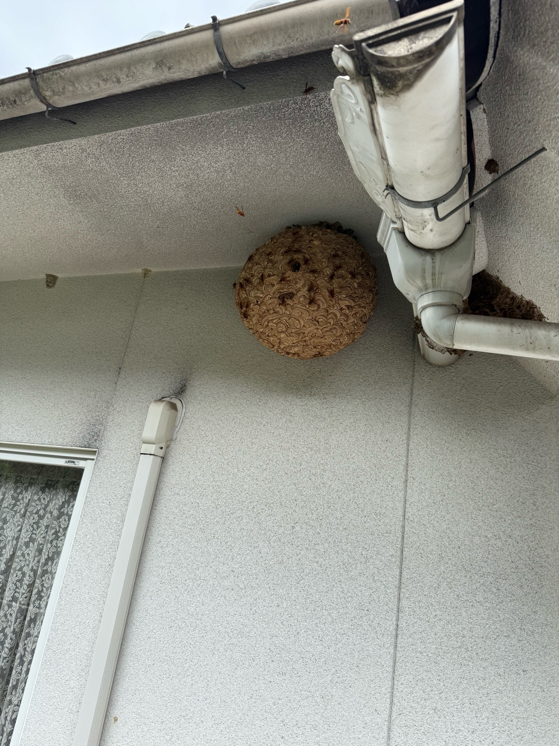 🐝 ハチ駆除事例【福山市千田町・スズメバチ・2階ベランダ】