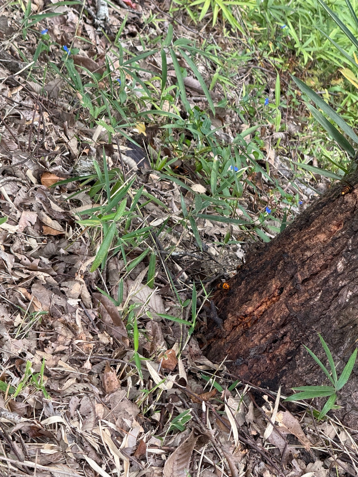 【笠岡市有田】木の根元に集まるオオスズメバチの駆除依頼