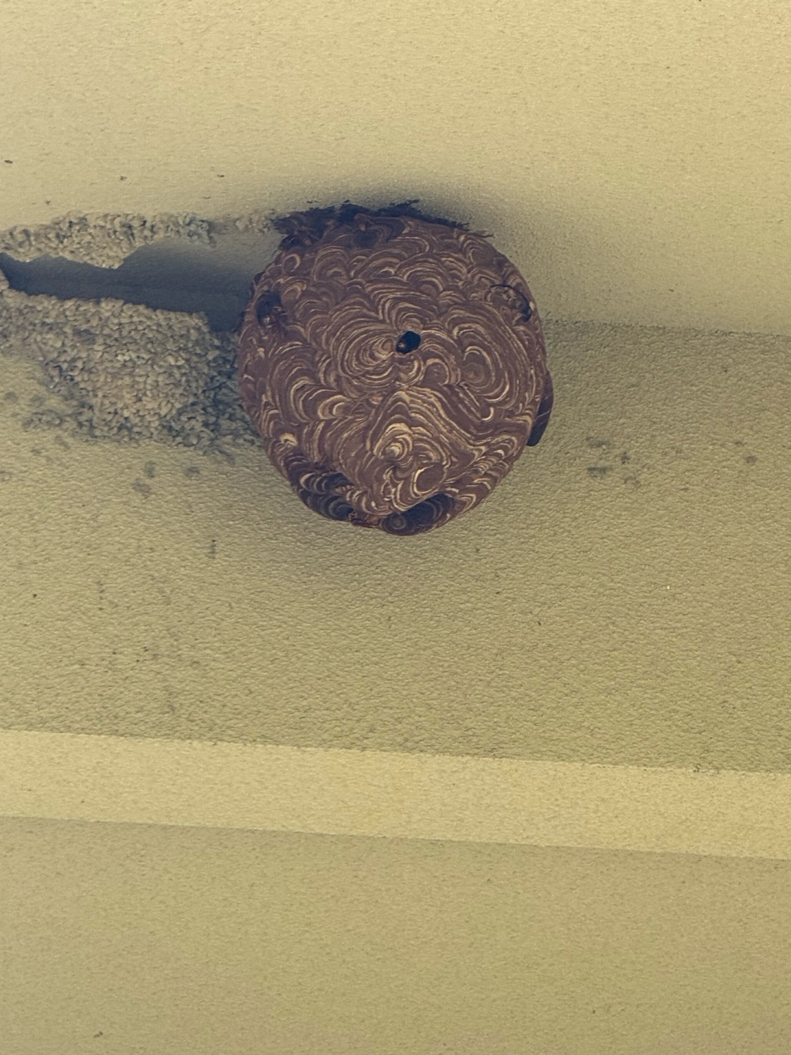【福山市本郷町】2階軒下のスズメバチ駆除を実施しました
