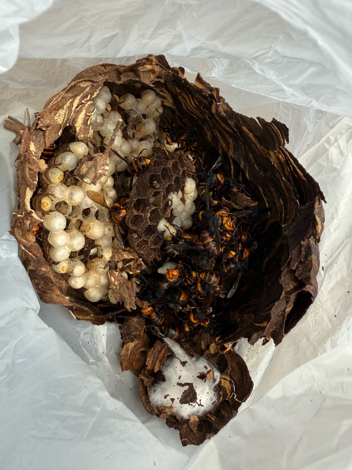 【井原市大江町】木の茂みにできたスズメバチの巣を駆除しました