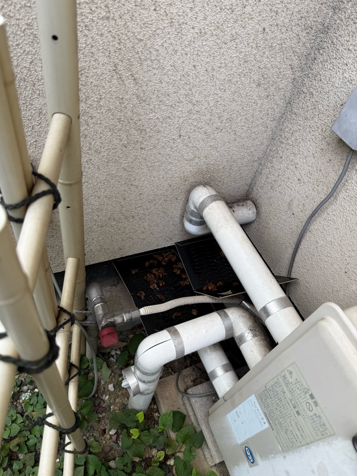 【浅口市鴨方町】床下から侵入するスズメバチ駆除（立ち会いなし対応）
