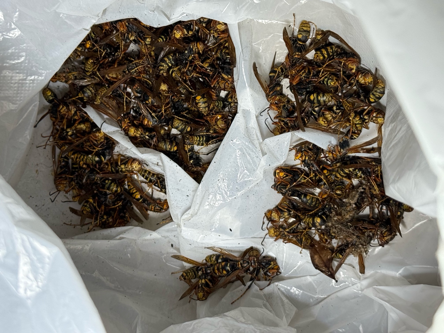 🐝 ハチ駆除事例【浅口市鴨方町・アシナガバチ・1階軒下】