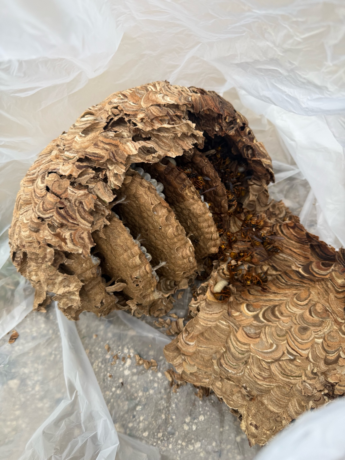 🐝 ハチ駆除事例【笠岡市甲弩・スズメバチ・2階軒下】