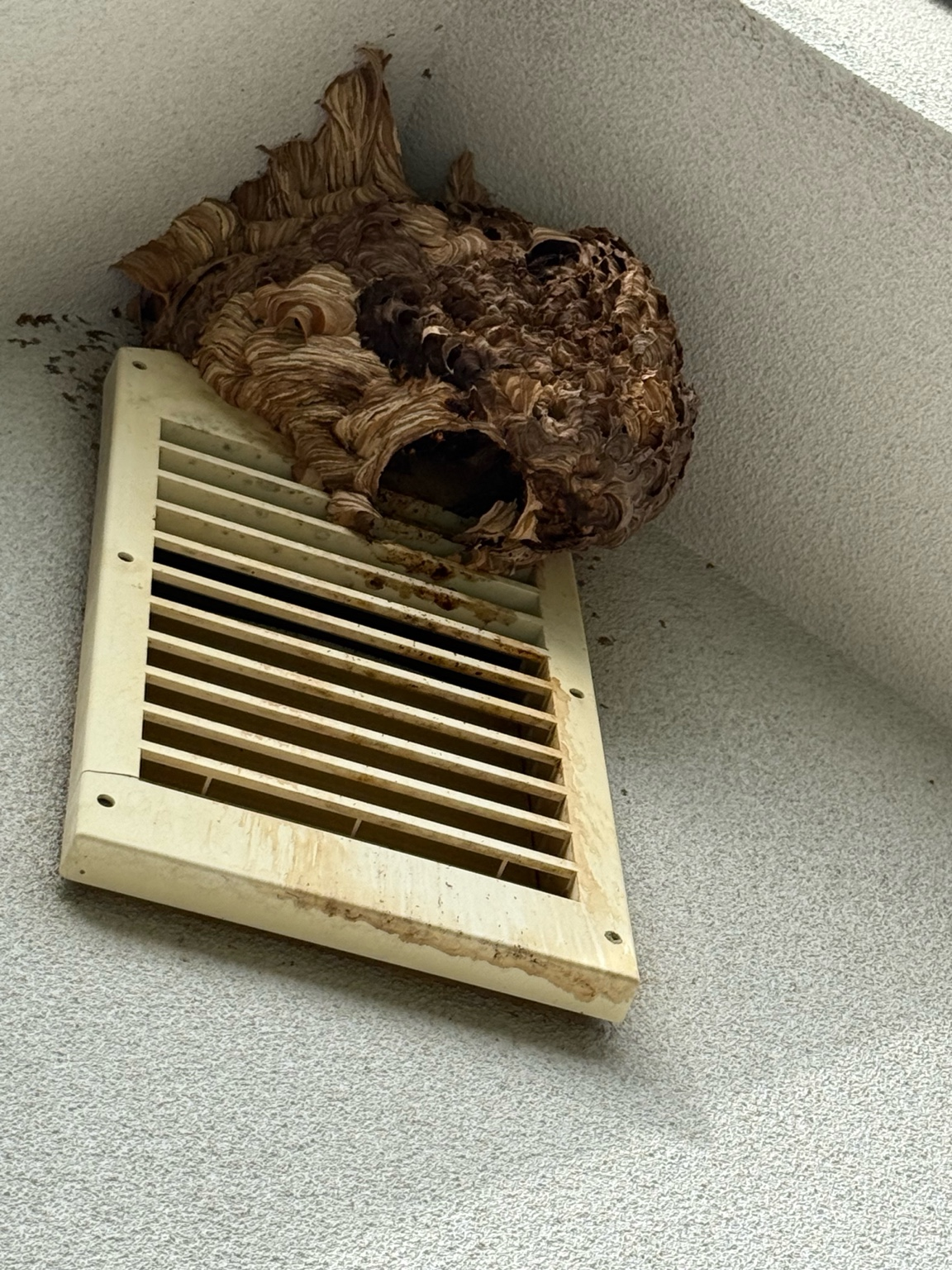 🐝 ハチ駆除事例【福山市千田町・スズメバチ・2階ベランダ】