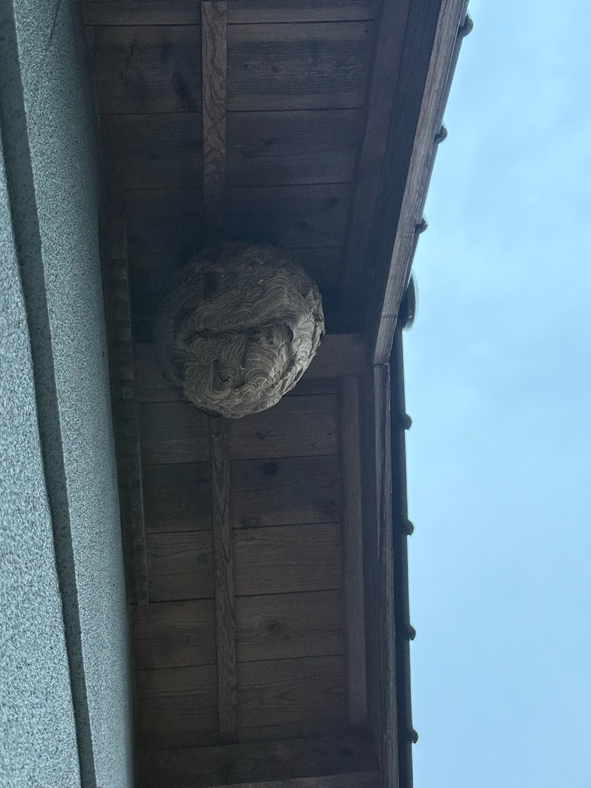 🐝家族みんなで見送ってくれた温かい現場｜福山市神辺町でスズメバチの巣を安全駆除！