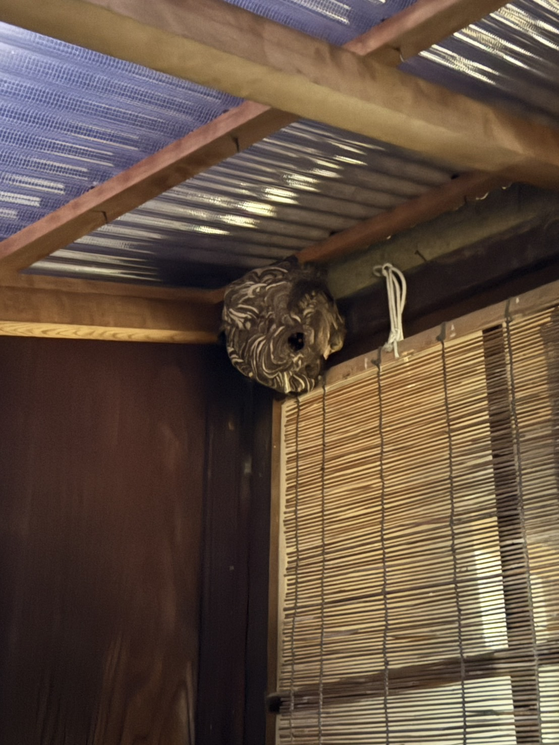 浅口市鴨方町でスズメバチ駆除しました