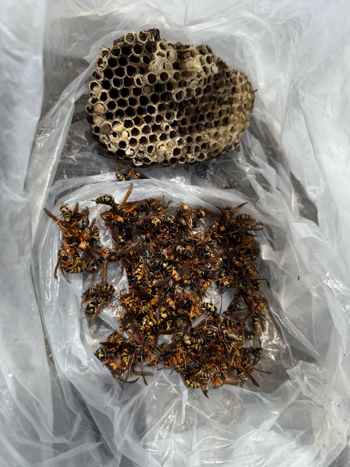 【府中市中須】歯科医院からのご依頼でアシナガバチ駆除（立ち会いなし対応）