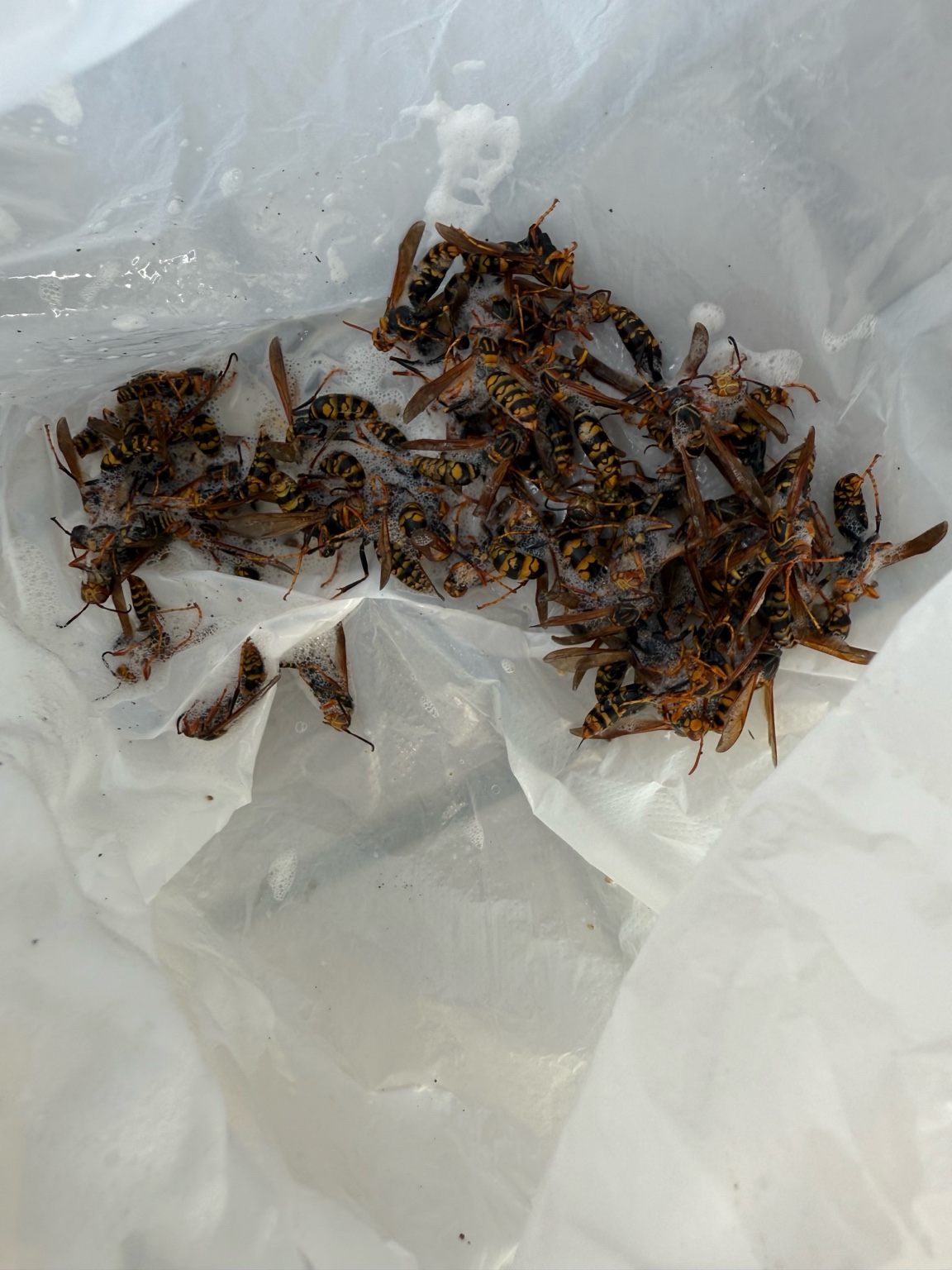 【岡山市東区】換気口に群がるアシナガバチを駆除しました