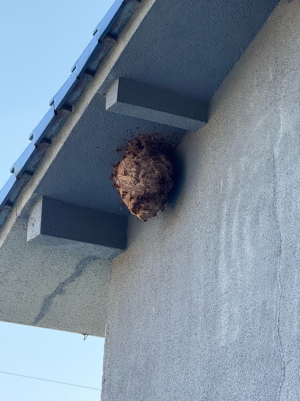 【井原市笹賀町】ご紹介からのご依頼｜空き家の2階軒下にできたスズメバチの駆除