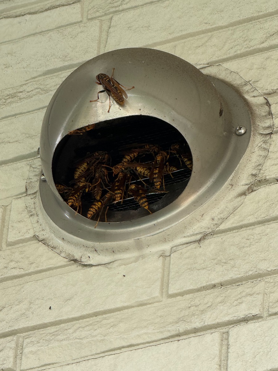 笠岡市でアシナガバチ駆除｜外壁の通気口に入り込んだハチを駆除