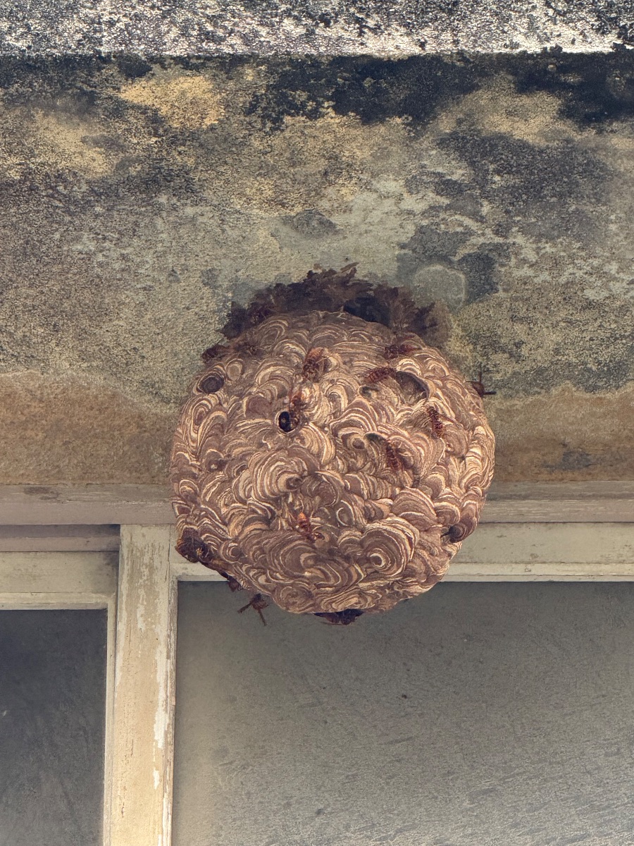 笠岡市でスズメバチ駆除｜2階軒下の巣2つを1日で対応