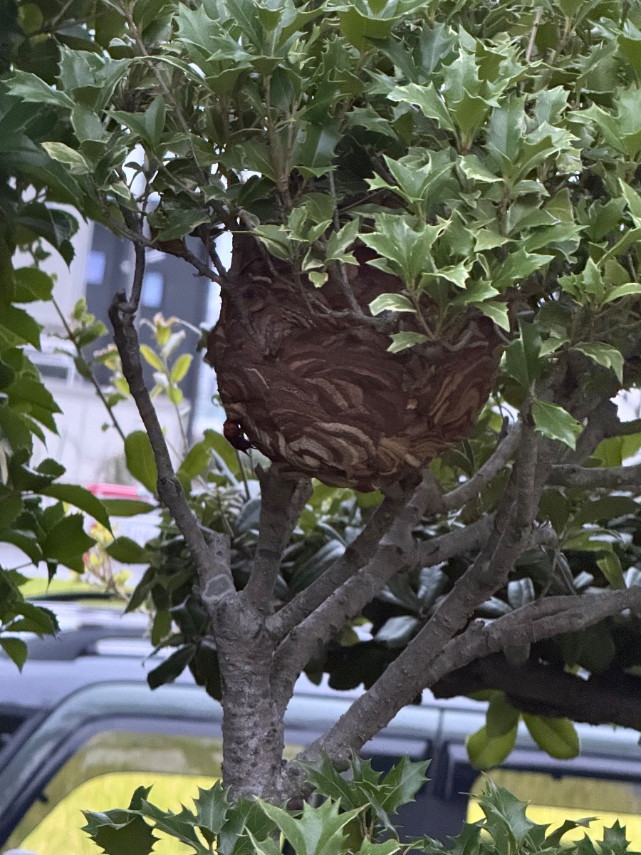 倉敷市でスズメバチ駆除｜庭の植木に吊り下がった巣を撤去