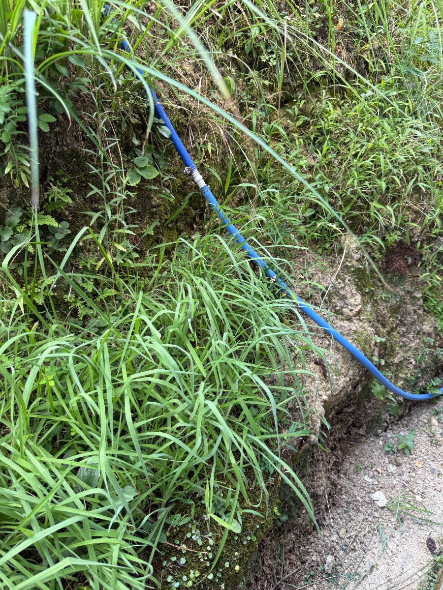 倉敷市でアシナガバチ駆除｜草むらに隠れた低い位置の巣を撤去