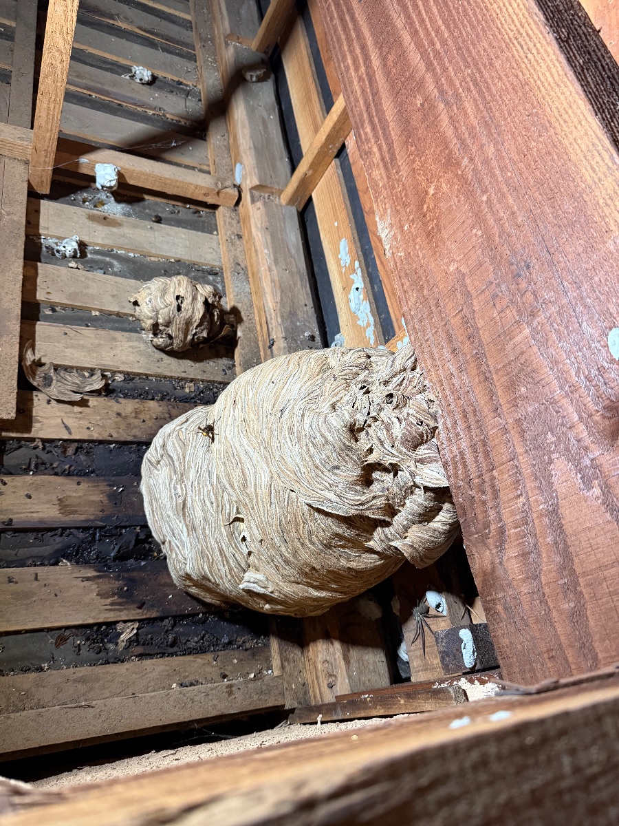 岡山市でスズメバチ駆除｜外から見えない屋根裏の巣を撤去