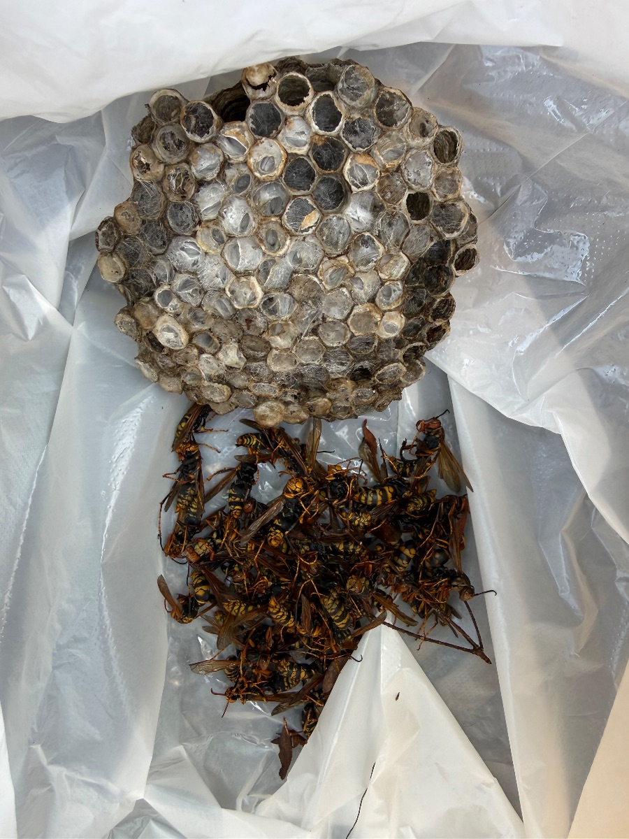 撤去したアシナガバチの巣と、駆除したハチ