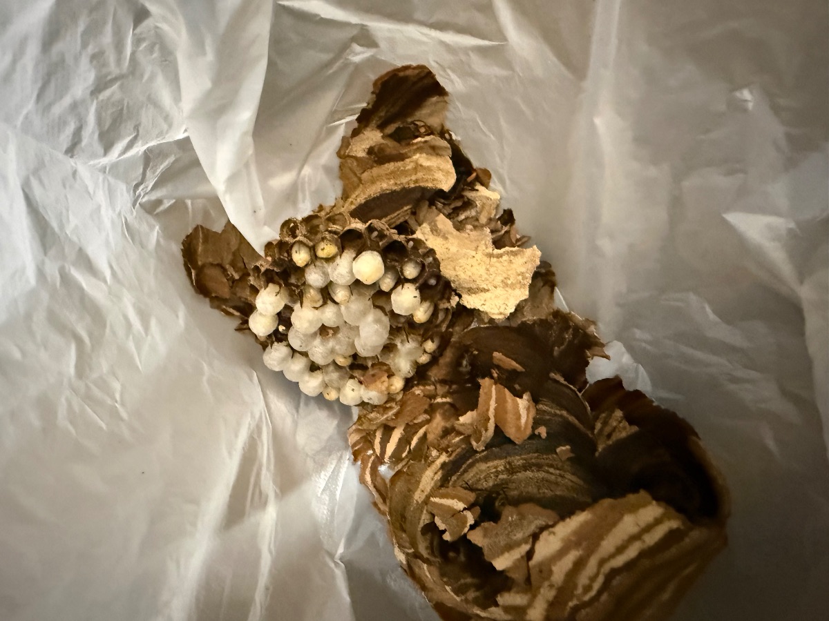 玉野市八浜 倉庫から撤去したスズメバチの巣のアップ（中に幼虫やさなぎ）